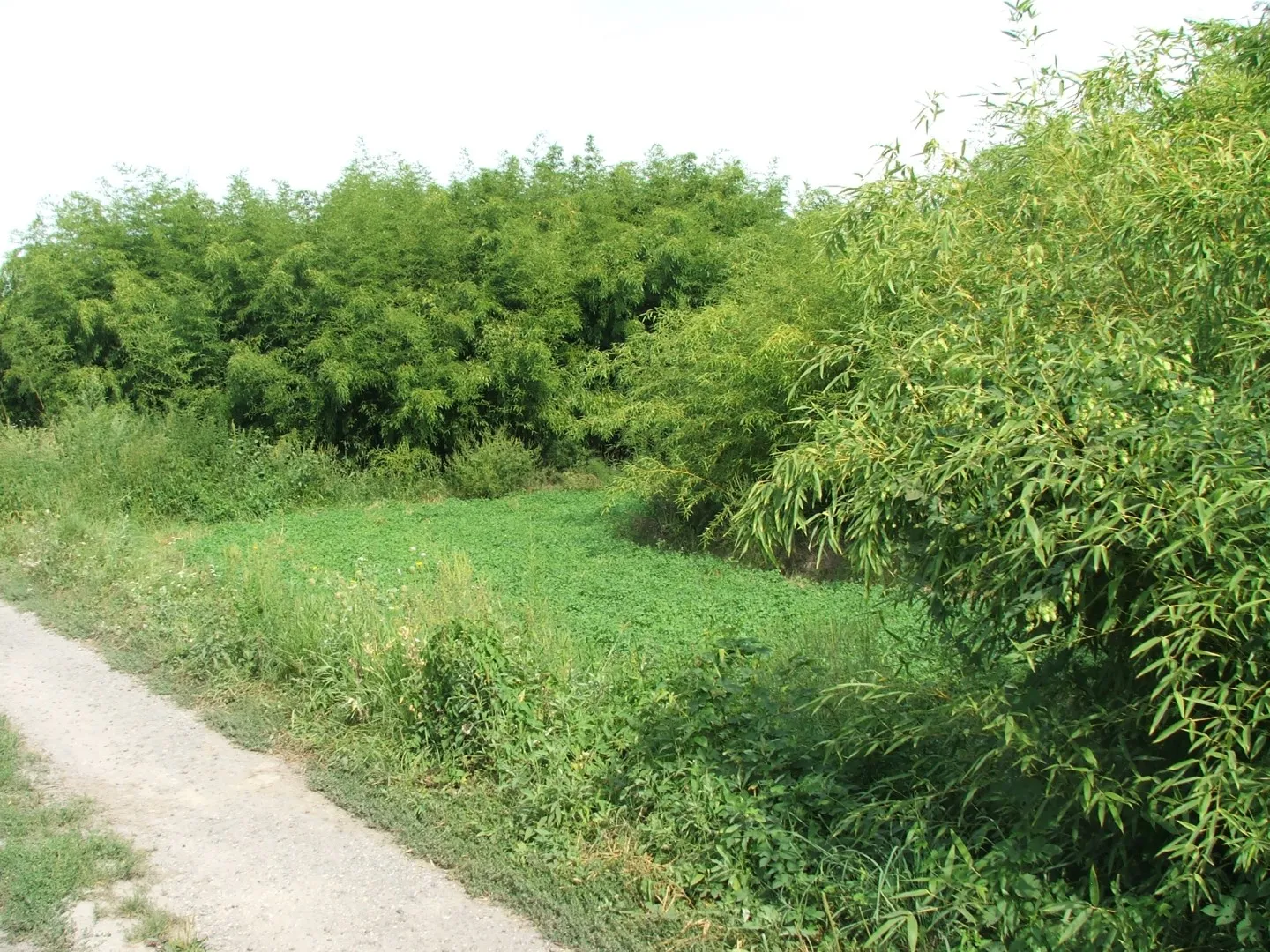 Harom Phyll. viridiglaucescens ültetvény, betonútról megközelíthető 2016